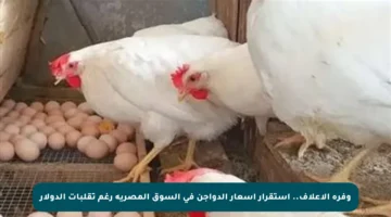 وفرة الأعلاف.. استقرار أسعار الدواجن في السوق المصرية رغم تقلبات الدولار